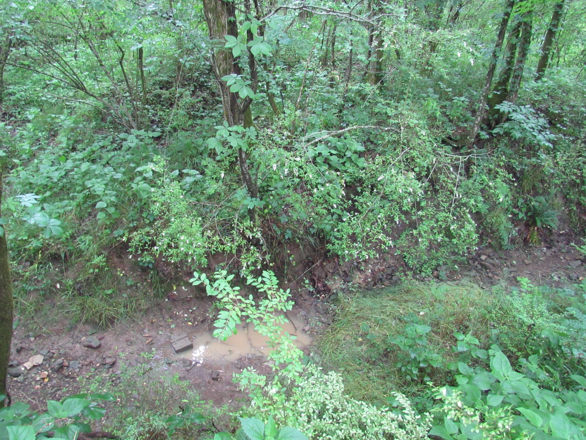 299 Stovall Road Pulaski, TN 38478 - Photo 14 of 15 a view of a lush green forest with lots of trees