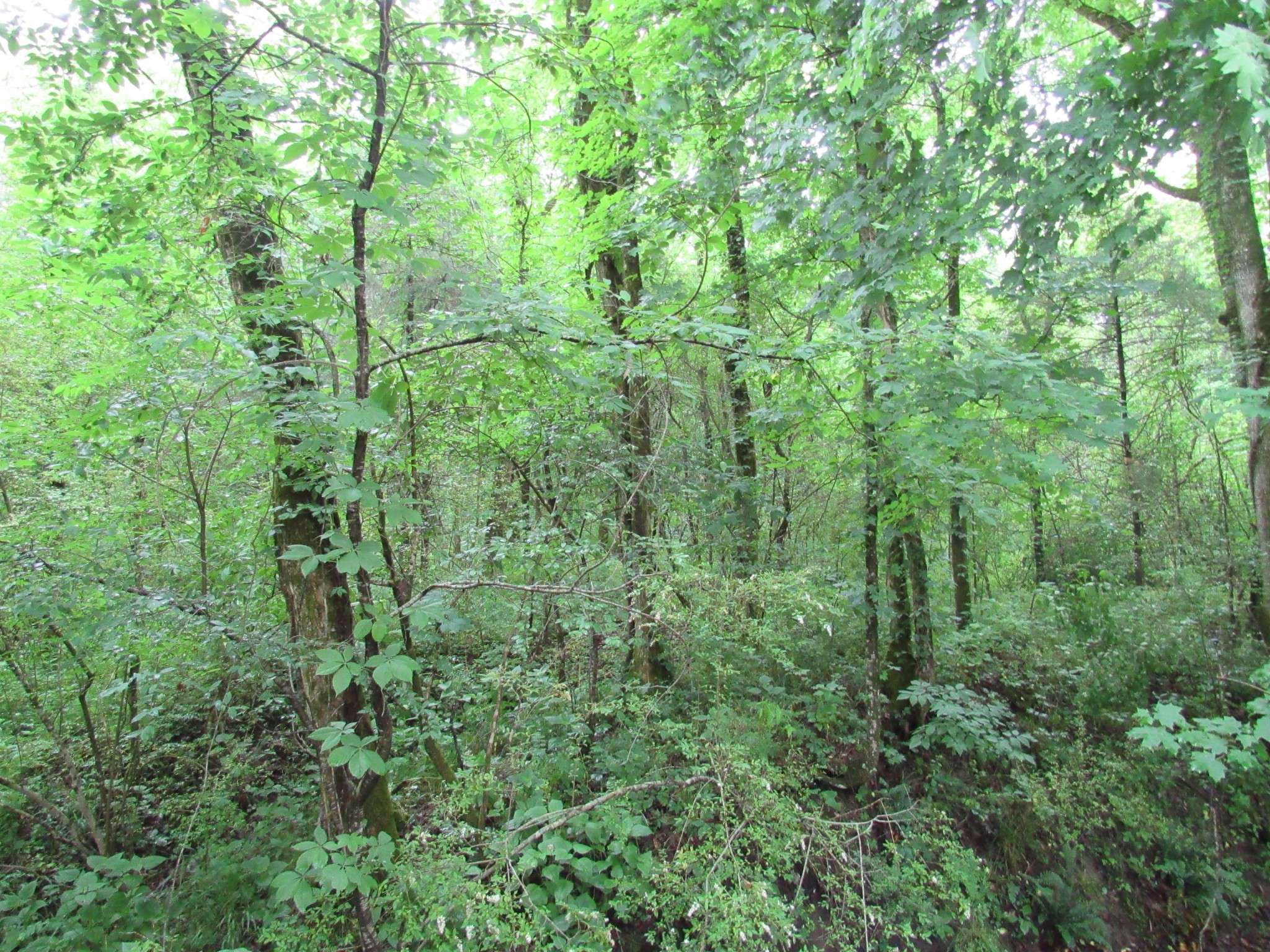 299 Stovall Road Pulaski, TN 38478 - Photo 15 of 15 a view of a lush green forest
