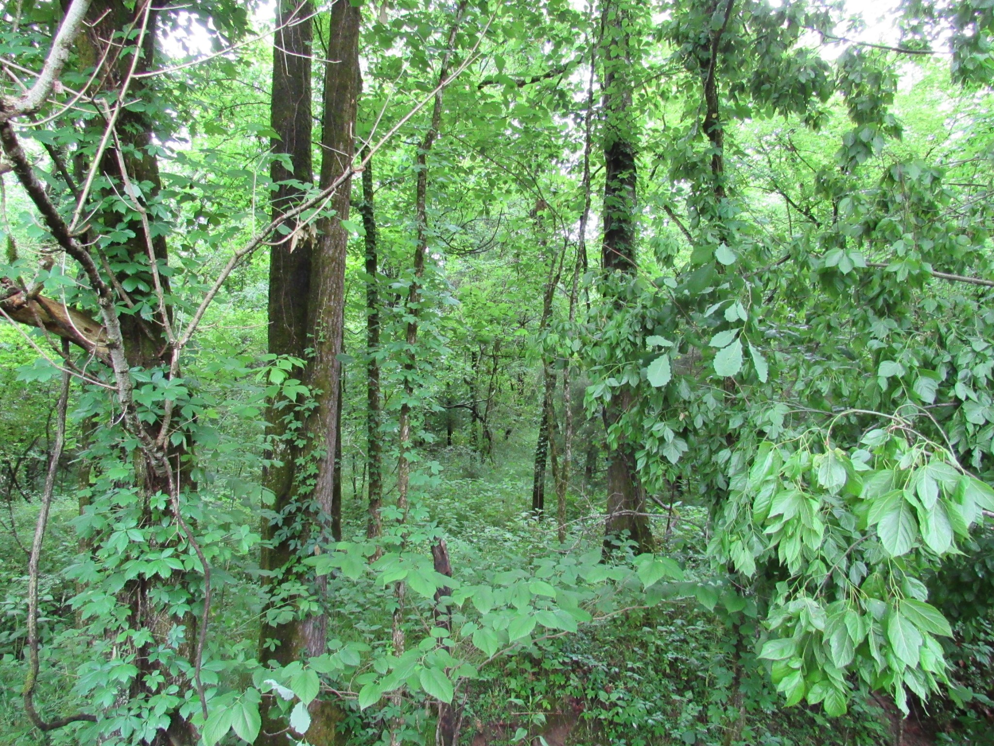 299 Stovall Road Pulaski, TN 38478 - Photo 5 of 15 a view of a lush green forest