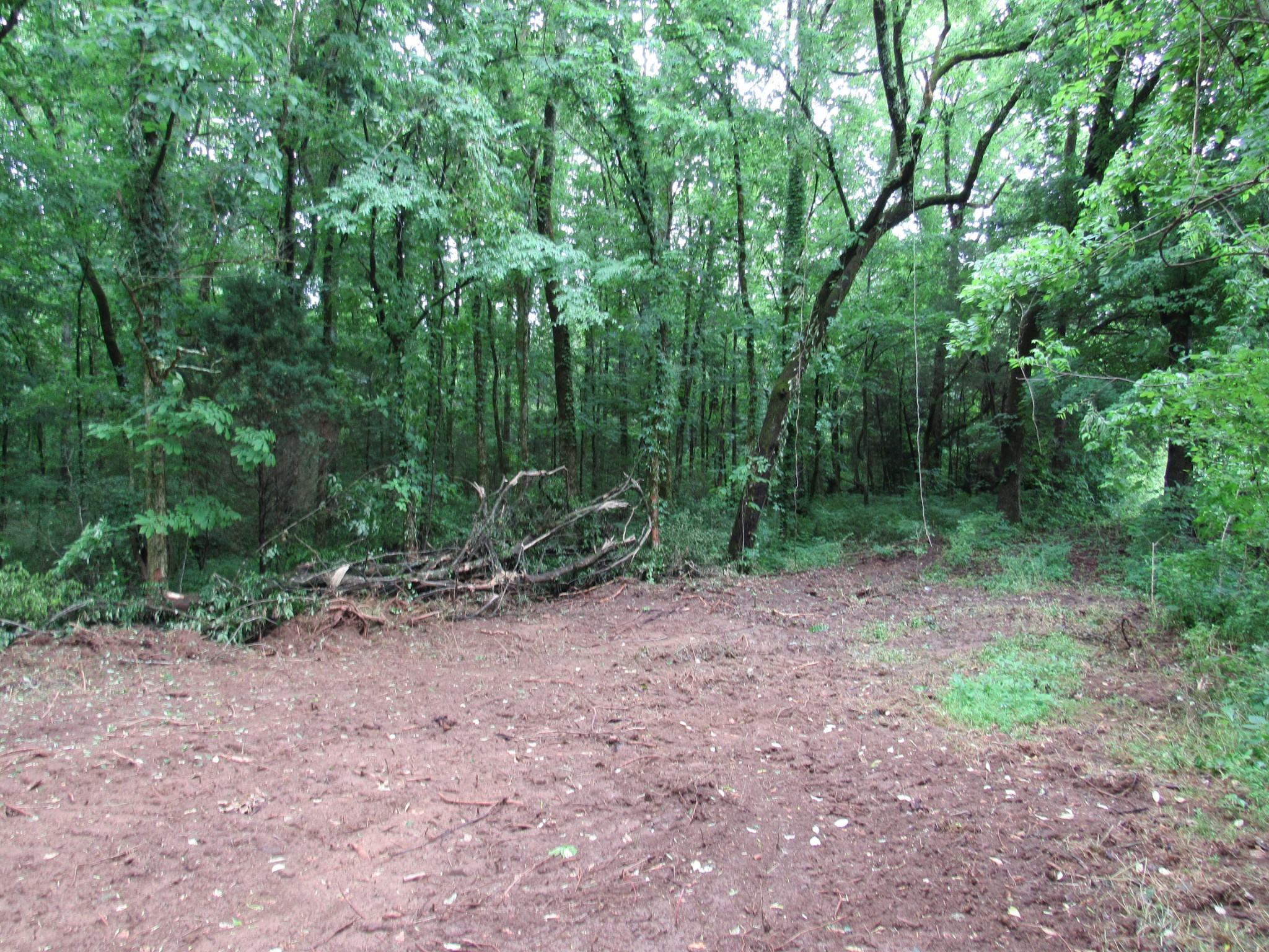 299 Stovall Road Pulaski, TN 38478 - Photo 9 of 15 a view of a forest with trees in the background