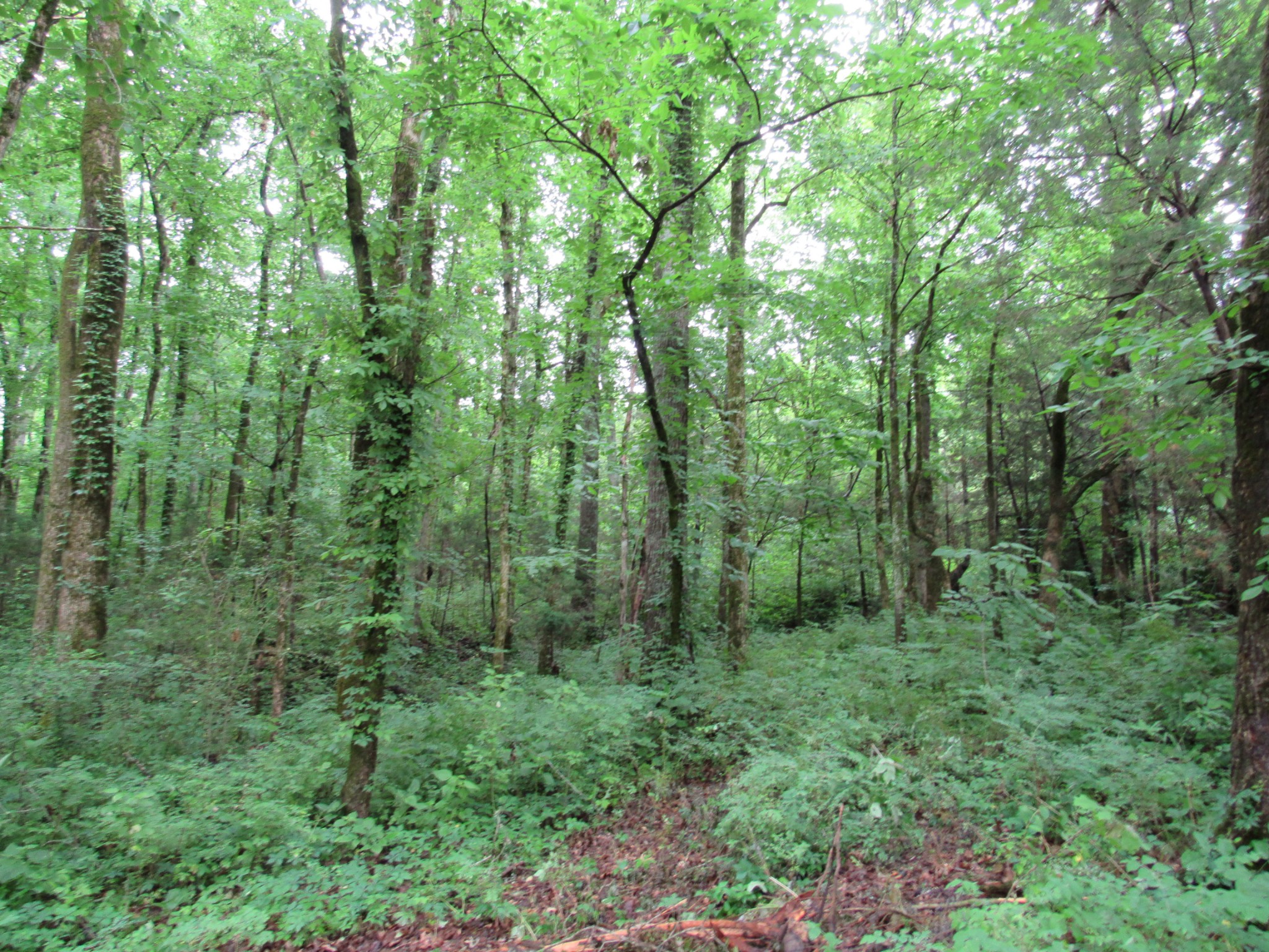 299 Stovall Road Pulaski, TN 38478 - Photo 10 of 15 a view of a lush green forest