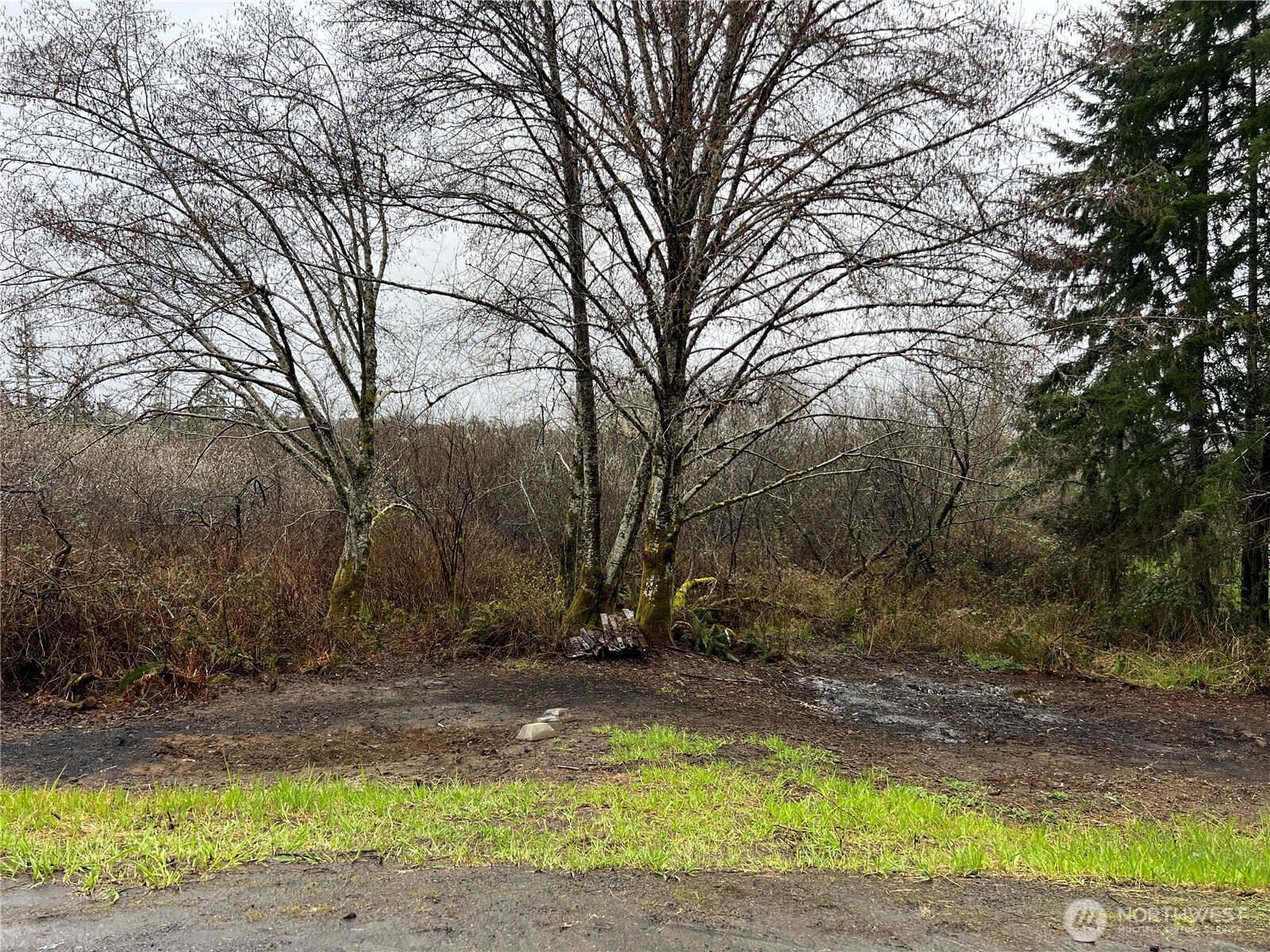 X Willapa Road Raymond, WA 98577 - Photo 2 of 8 a view of a yard with a tree
