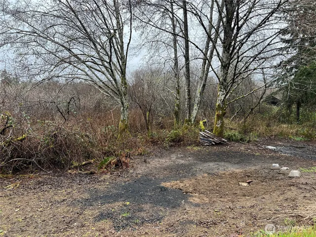 a view of a yard with a tree