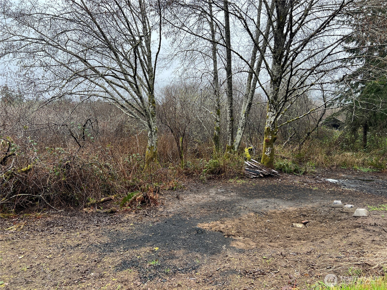 X Willapa Road Raymond, WA 98577 - Photo 4 of 8 a view of a yard with a tree