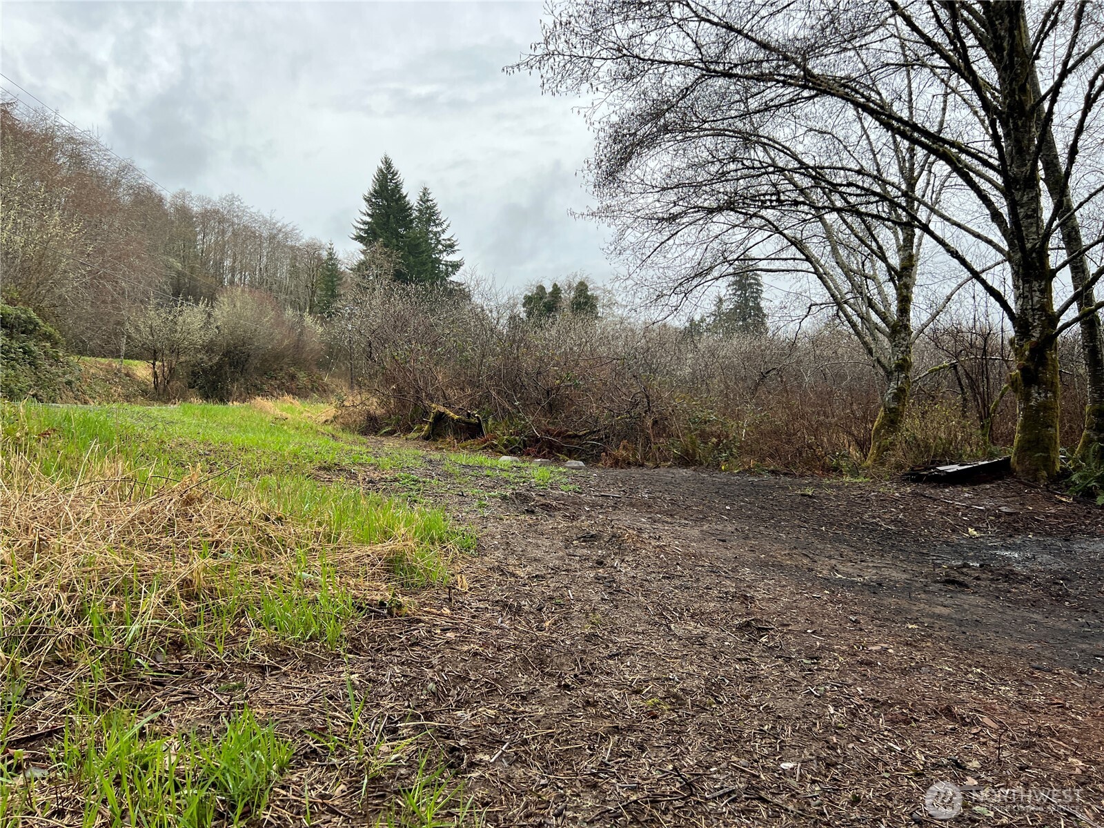 X Willapa Road Raymond, WA 98577 - Photo 5 of 8 a big yard with lots of green space