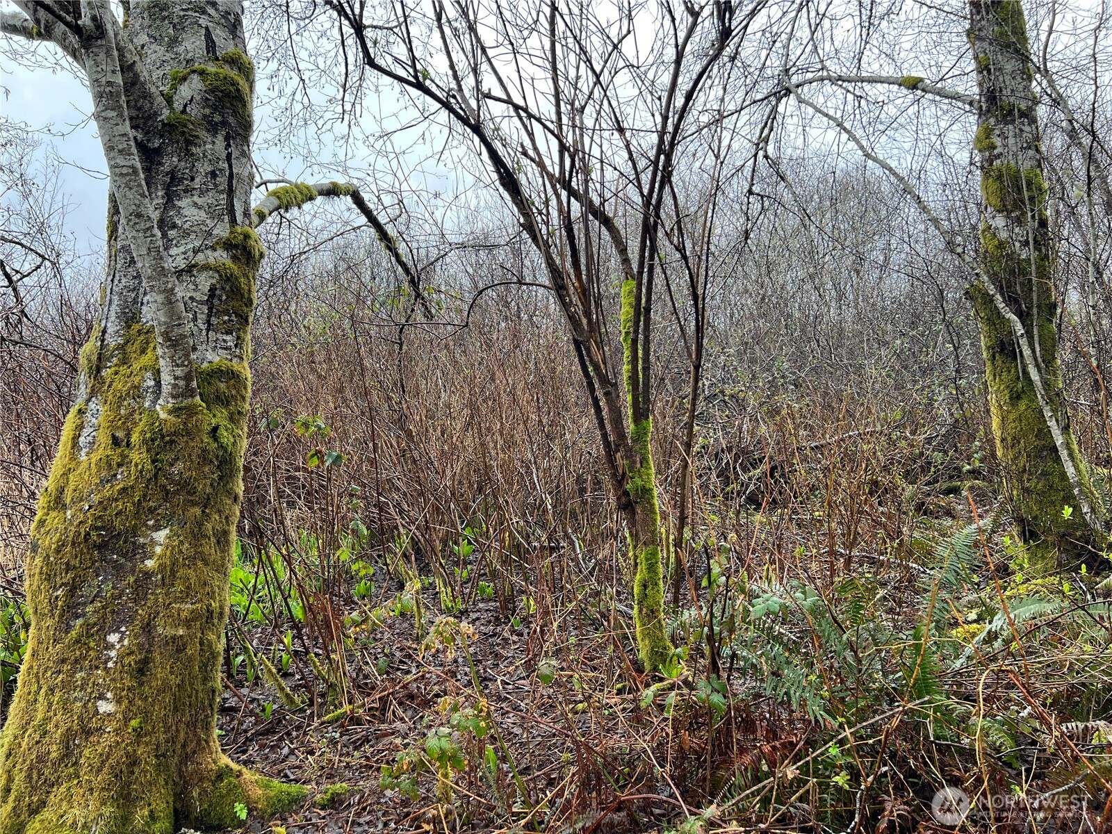 X Willapa Road Raymond, WA 98577 - Photo 7 of 8 a backyard of a building