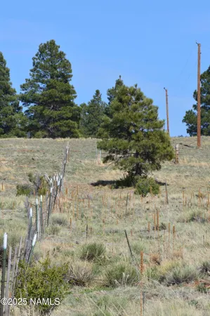 a view of a dry yard with lots of trees