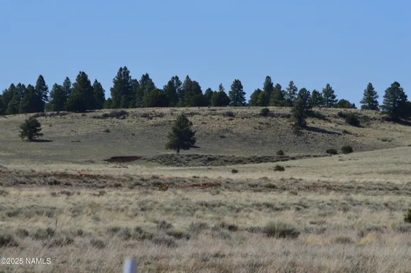 a view of a dry yard with a large trees