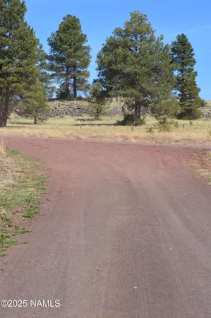 a view of a dry yard with a tree