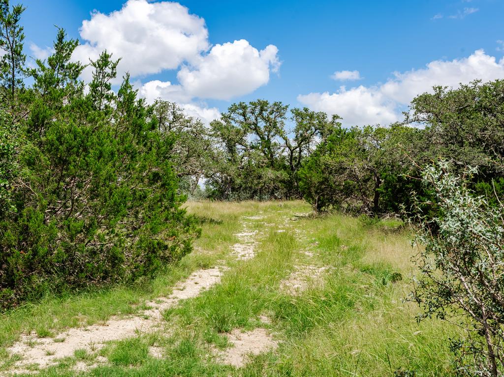 a view of a bunch of trees and bushes