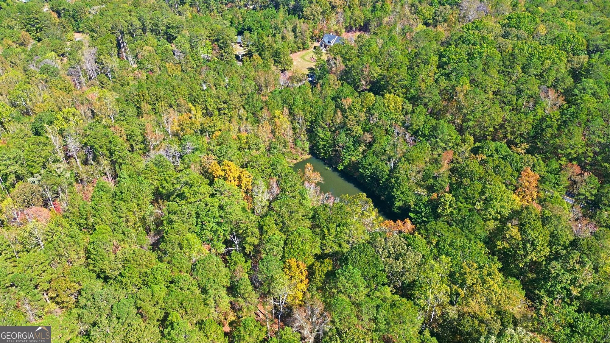 a view of a lush green forest