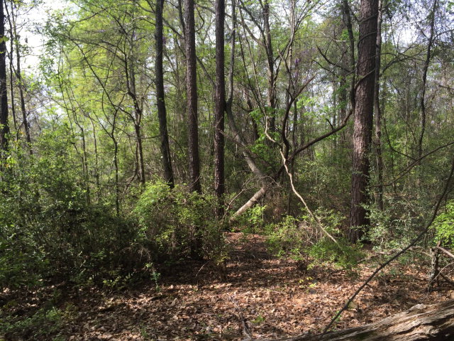 5088 St Marys Road Columbus, GA 31907 - Photo 2 of 3 a view of forest