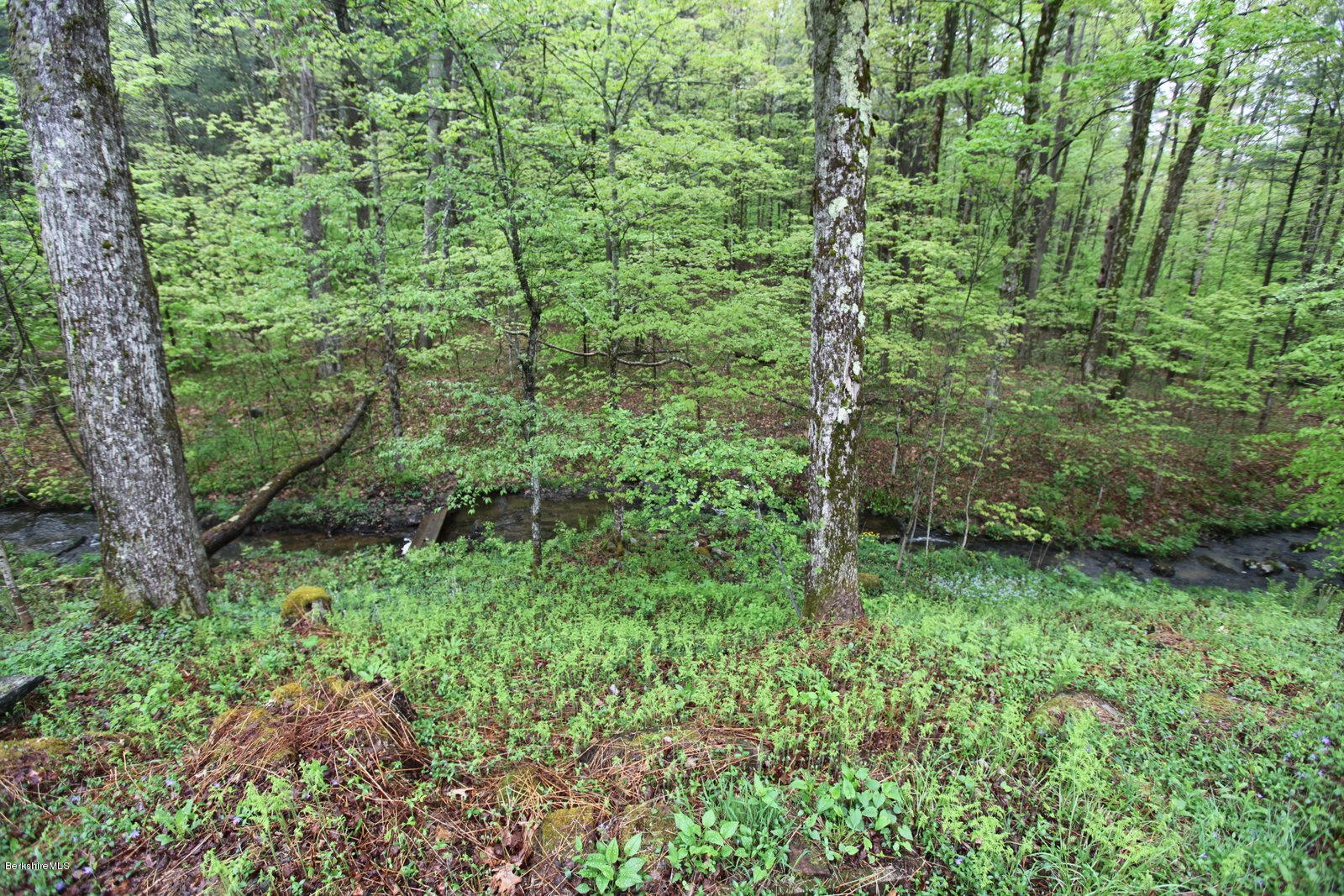 136 Tyringham Road Monterey, MA 01245 - Photo 5 of 27 a view of a lush green forest