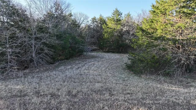 a view of a forest with trees in the background