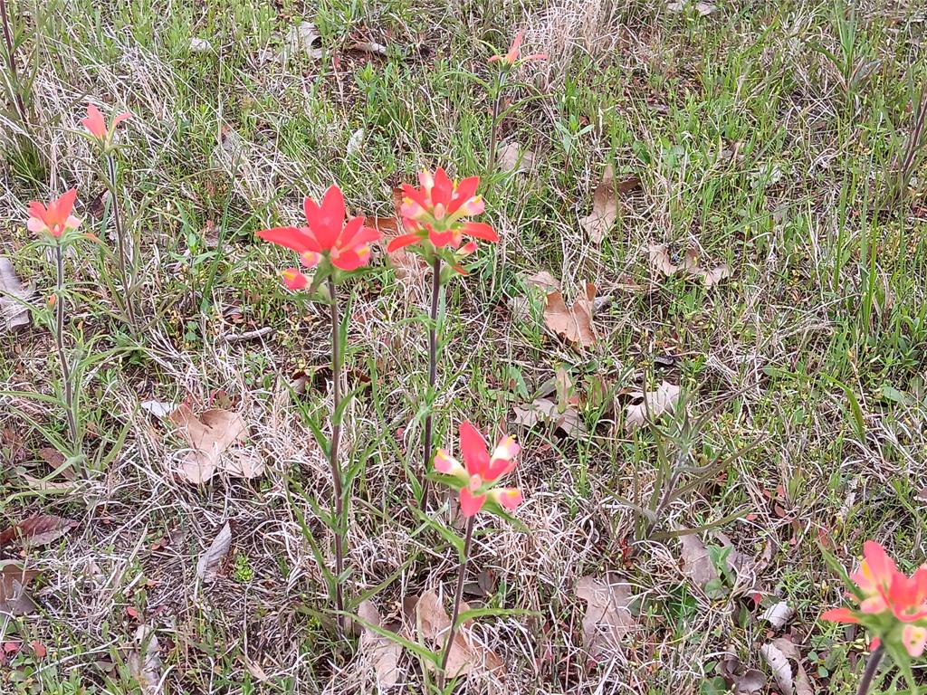 2256 County Road 2256 Valley View, TX 76272 - Photo 16 of 18 a view of a flower