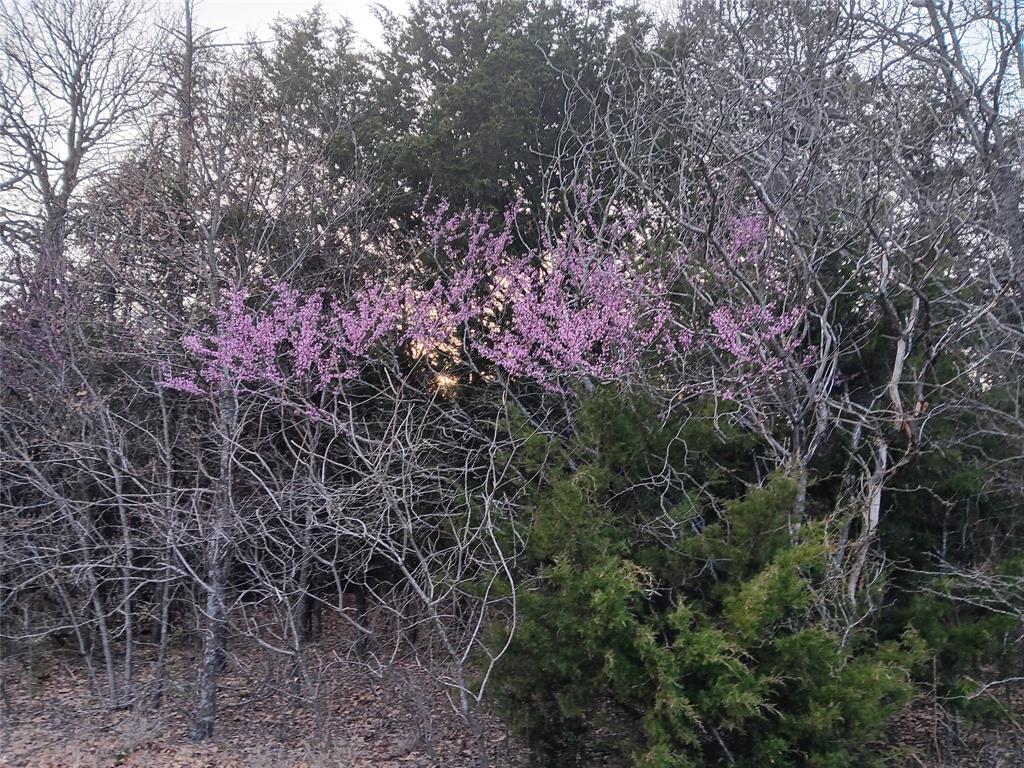2256 County Road 2256 Valley View, TX 76272 - Photo 17 of 18 a view of a forest with a tree