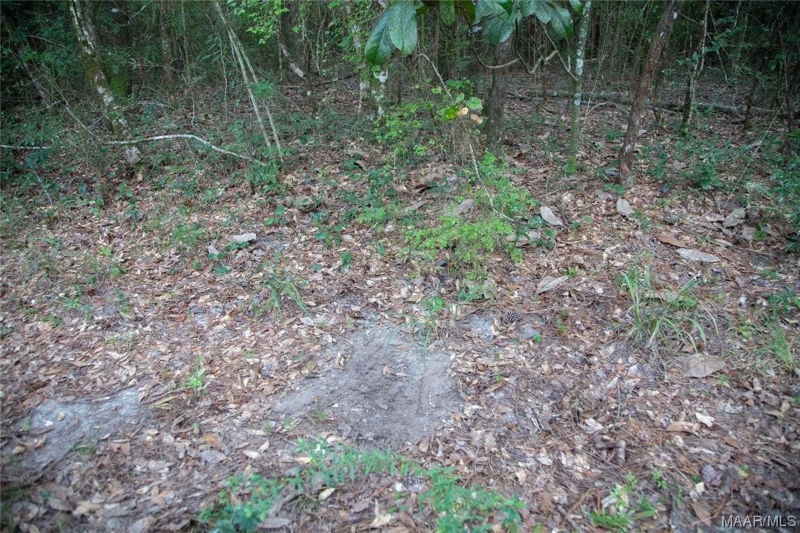 10 County Road 10 Samson, AL 36477 - Photo 16 of 22 Gallery Image 16