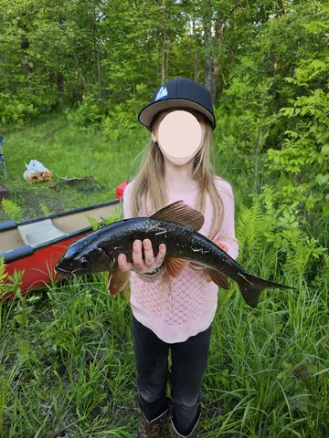 $120,000 | 15-xxx Lofty Pines Road, Pine City, MN 55063