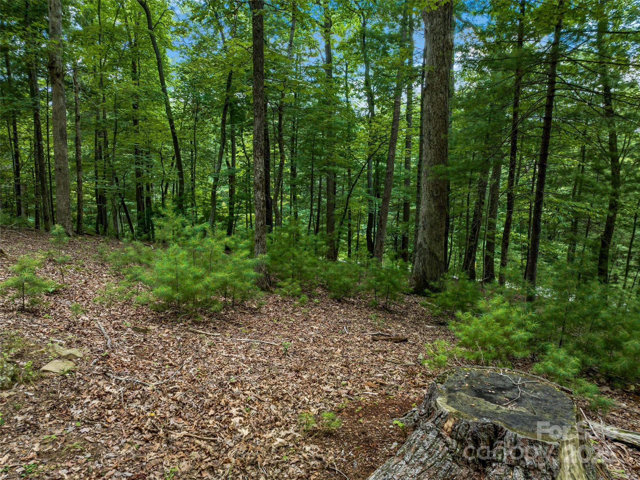 36 Dividing Ridge Trail, Unit 5 Arden, NC 28704 - Photo 16 of 18 a view of a forest with trees