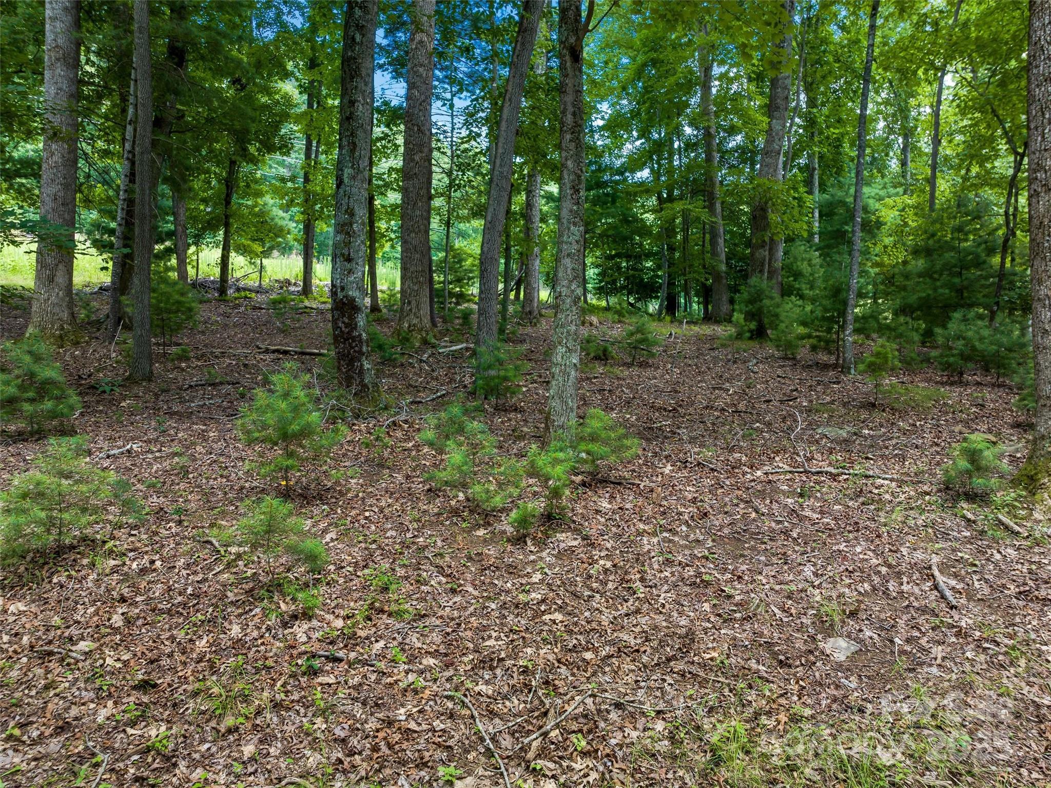 36 Dividing Ridge Trail, Unit 5 Arden, NC 28704 - Photo 18 of 18 a view of a forest with trees in the background
