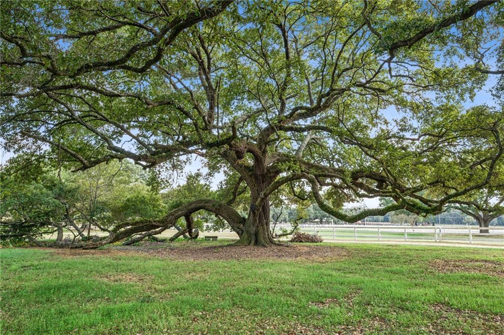 79071 Old Military Road Covington, LA 70435 - Photo 12 of 34