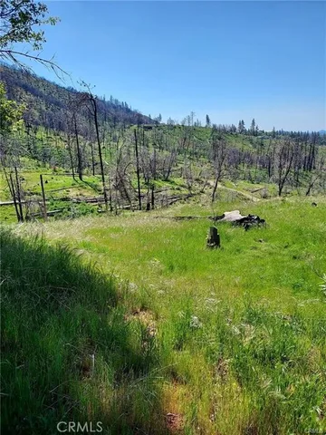 a view of a park with large trees