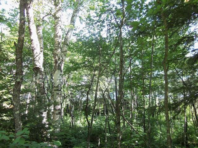 Lot 2 Spider Lane Mercer, WI 54547 - Photo 18 of 19 Gallery Image 18