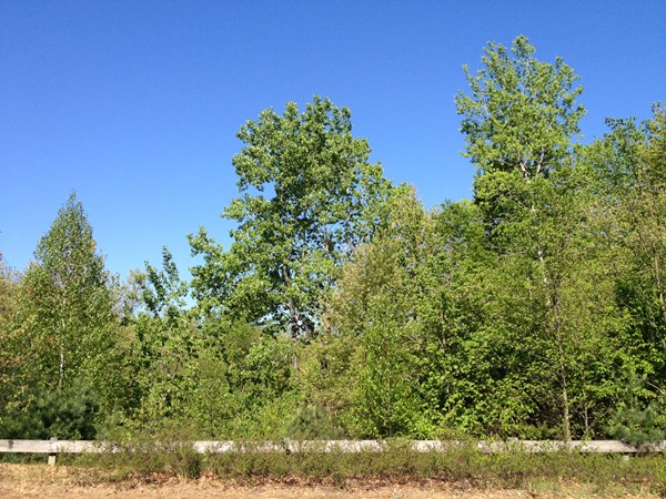Lot 20 Fox Run Road Bolton, MA 01740 - Photo 2 of 2 a backyard of a house with lots of green space