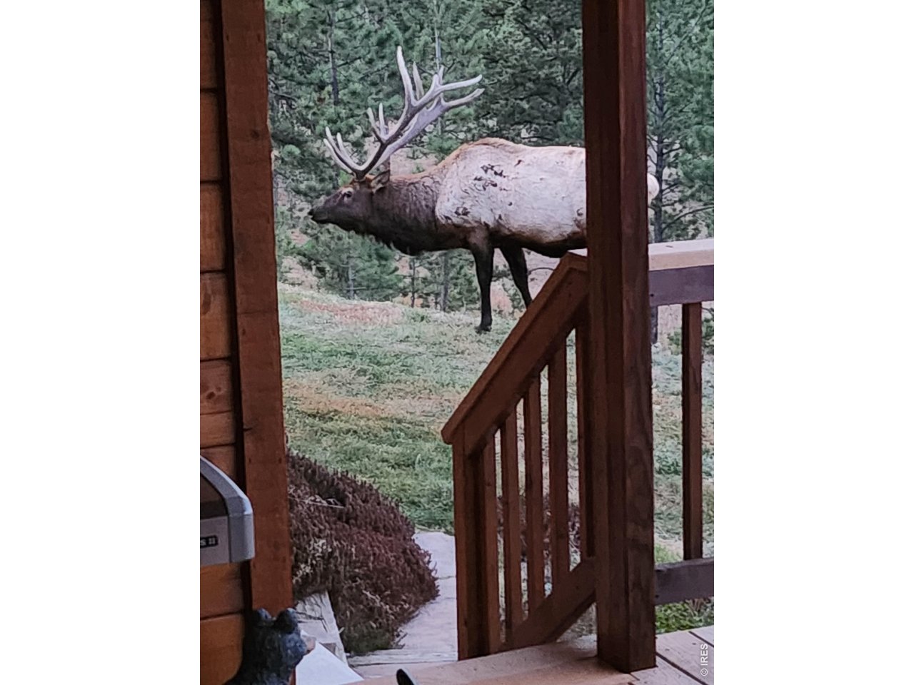 96 Lone Wolf Road Loveland, CO 80537 - Photo 3 of 34 Wildlife :)