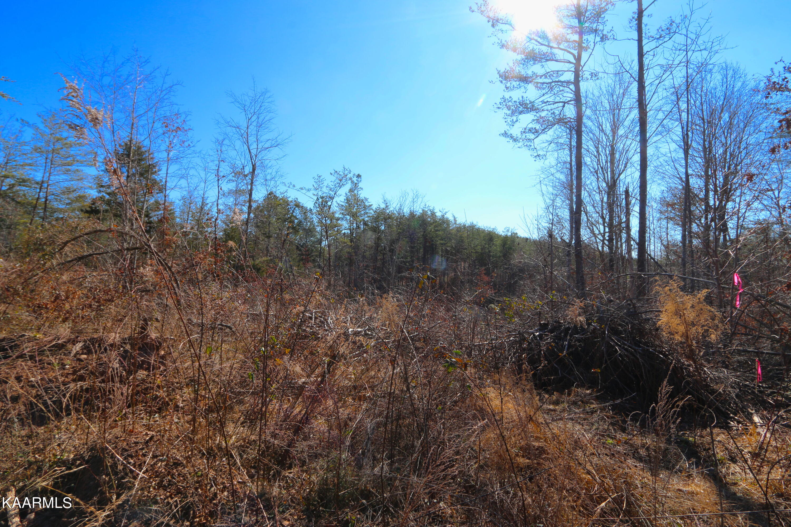 449 Bill Moser Road Vonore, TN 37885 - Photo 4 of 22 IMG_0152