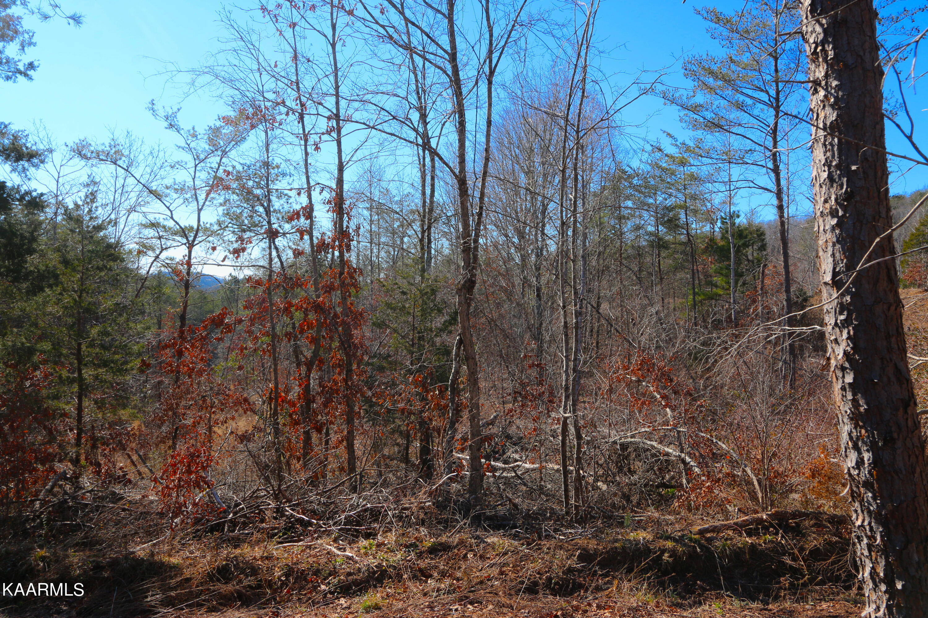 449 Bill Moser Road Vonore, TN 37885 - Photo 5 of 22 IMG_0167
