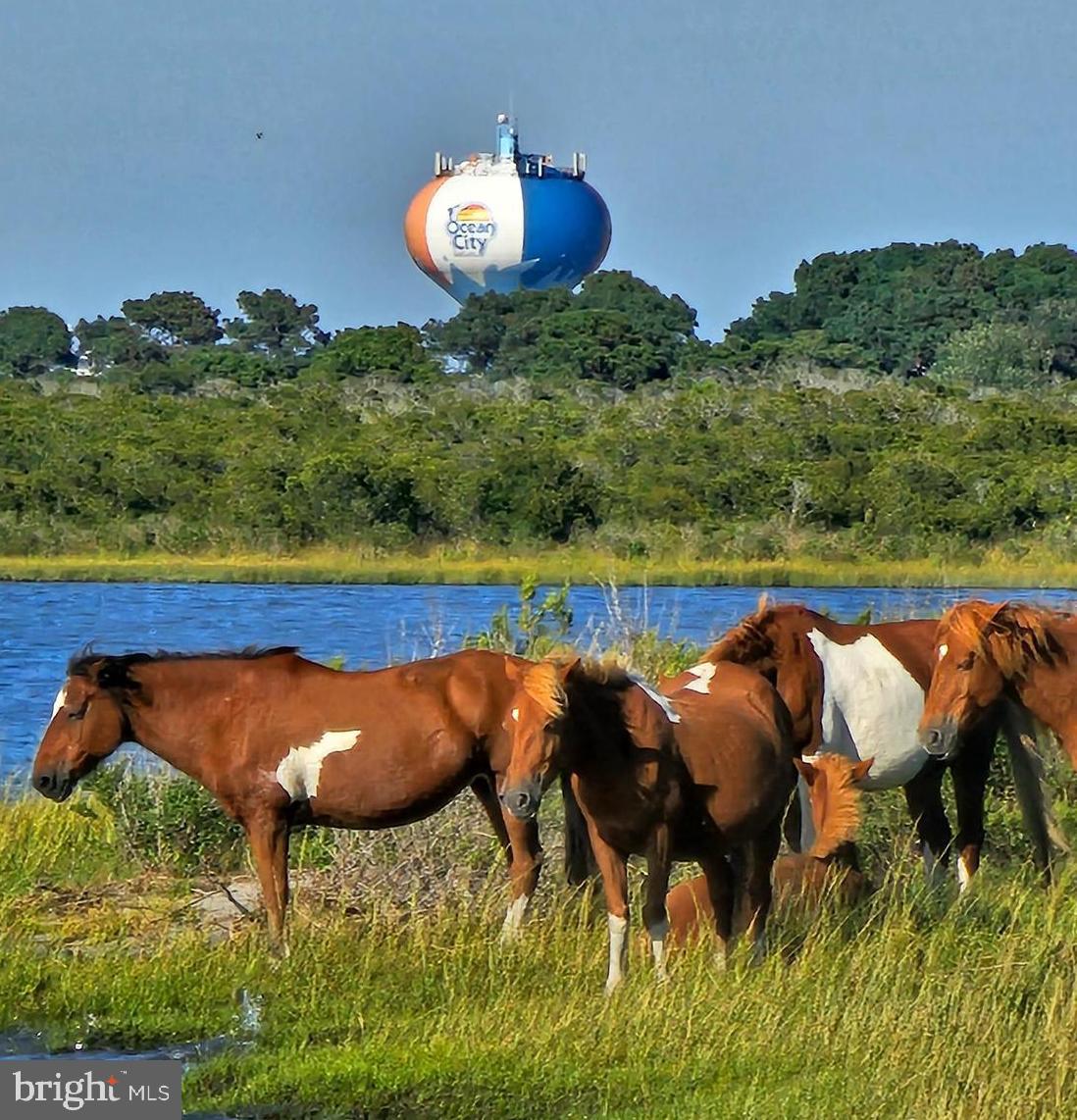 Stephen Decatur Highway Berlin, MD 21811 - Photo 1 of 28 a view of swimming pool outdoor seating