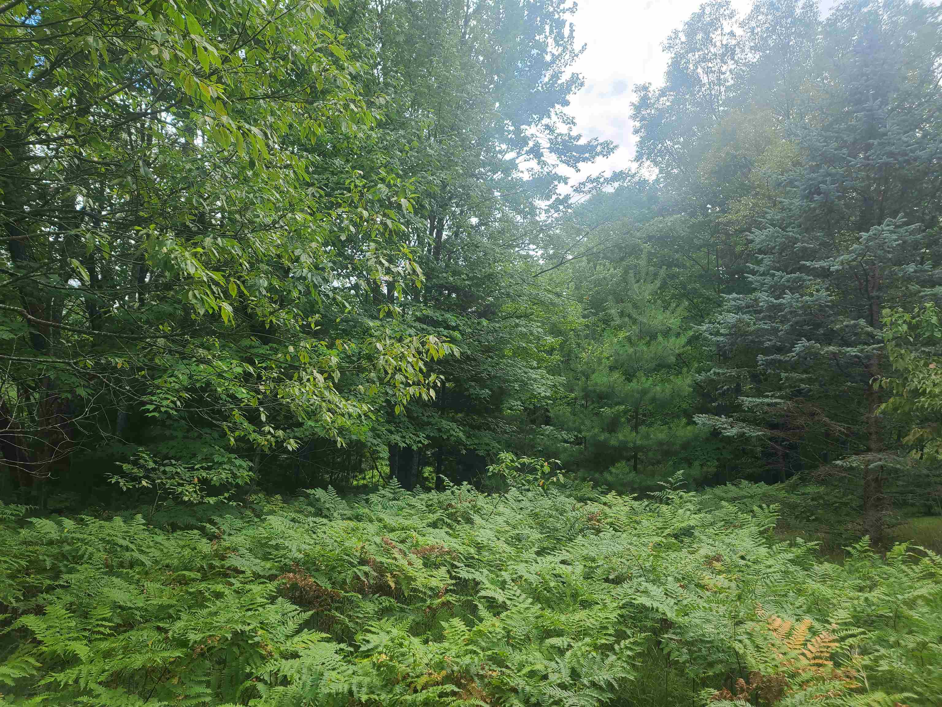 7285 Creighton Road Southwest South Boardman, MI 49680 - Photo 8 of 20 1903944-7.JPG