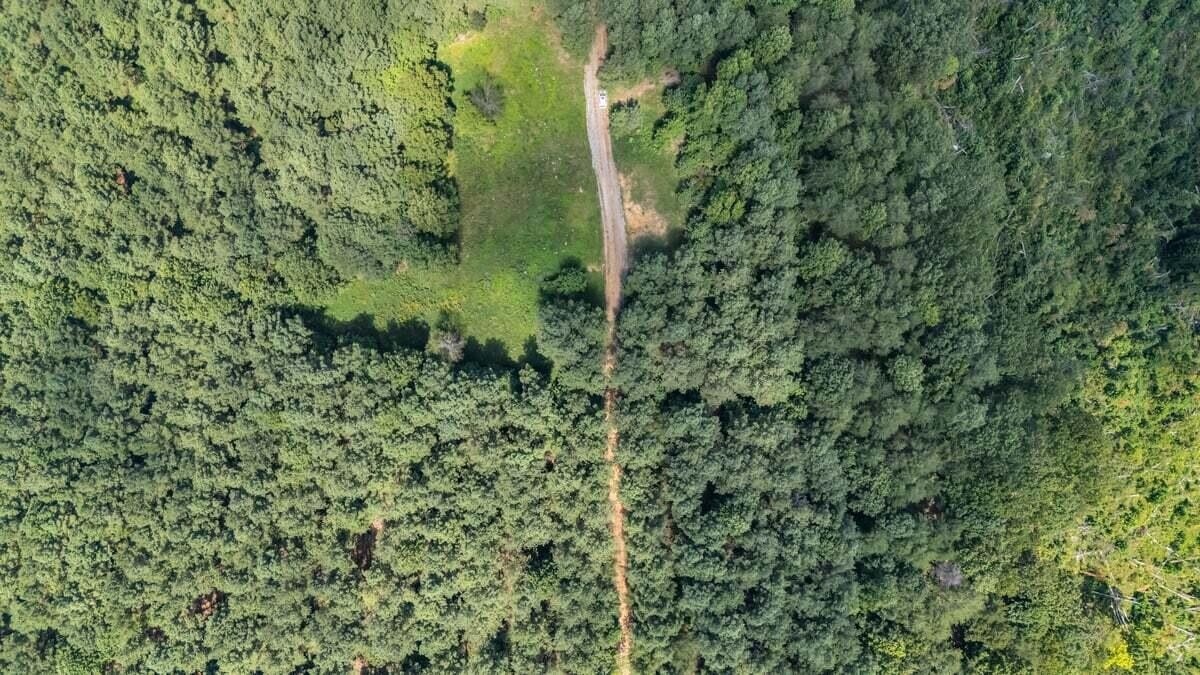 0 Melody Drive Guild, TN 37340 - Photo 8 of 9 a view of a lush green forest