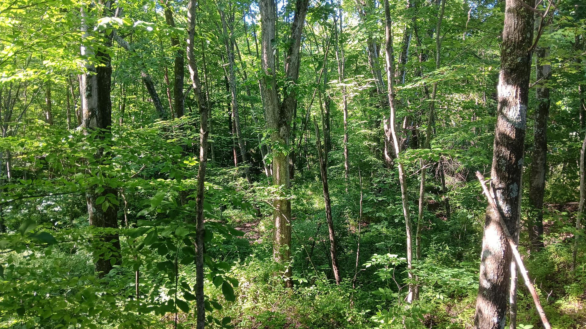 0 Sand Ridge Road, Unit ALBANY HIDEAWAY TRACT 2) Albany, OH 45710 - Photo 8 of 16