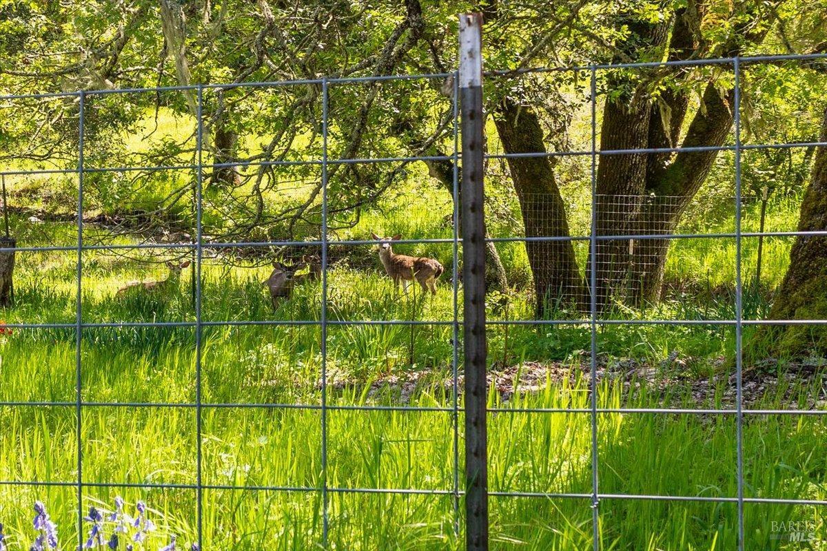 4820 Bennett Valley Road Santa Rosa, CA 95404 - Photo 56 of 65 The neighbors! Views from the Studio.