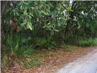 a view of a yard