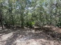 a view of a forest with trees in the background