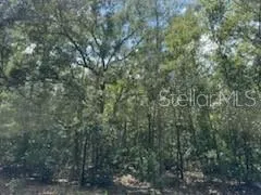 a view of a forest with a tree