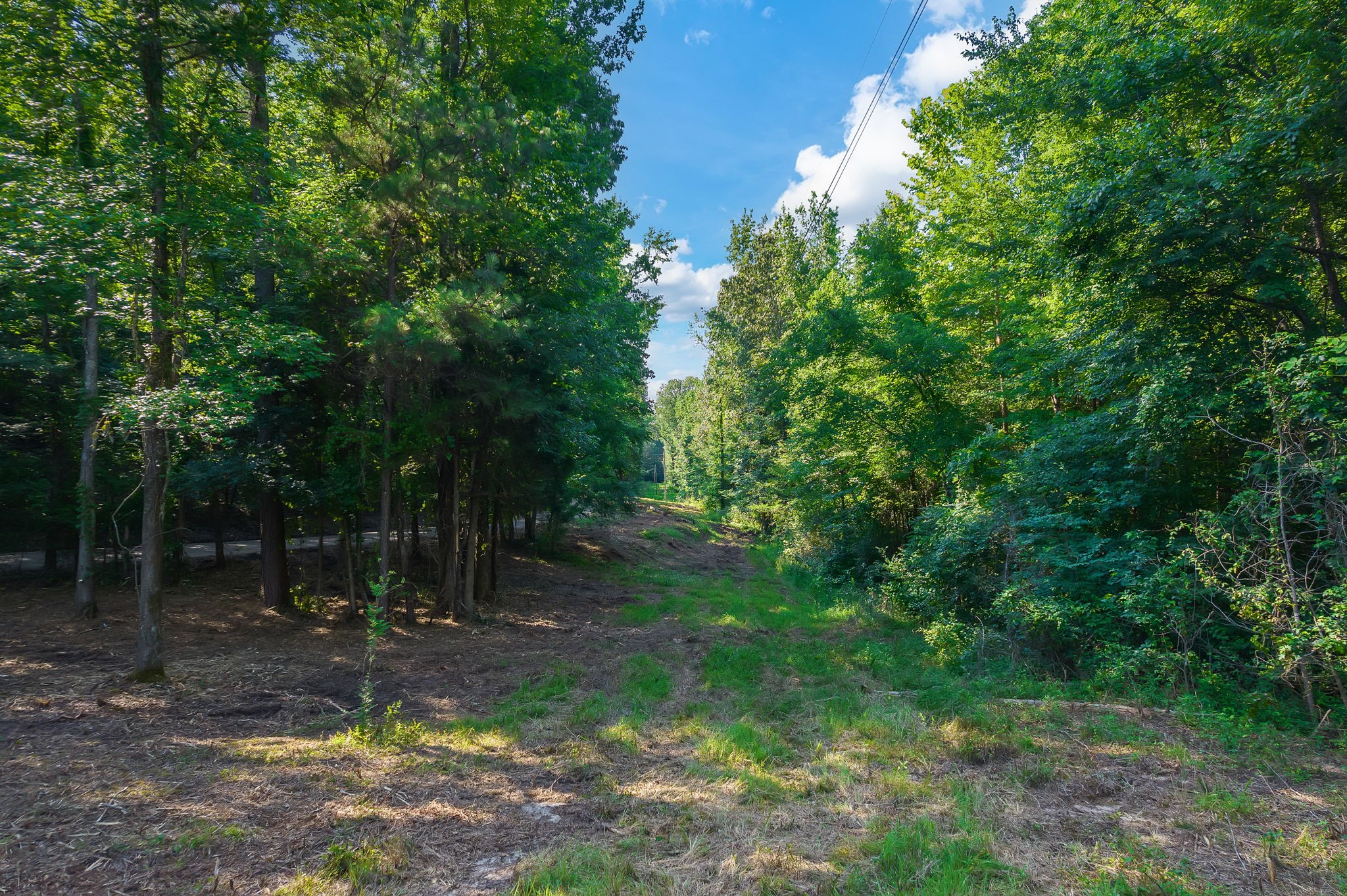 0 Foster Road Middleton, TN 38052 - Photo 5 of 18 a view of a forest with trees