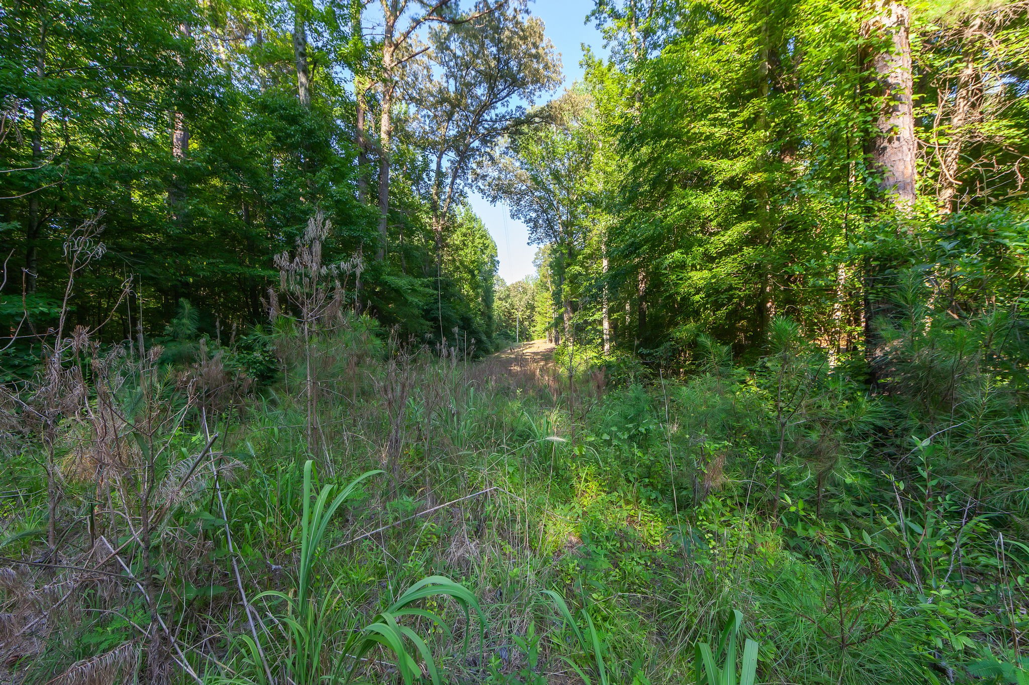 0 Foster Road Middleton, TN 38052 - Photo 7 of 18 a view of a lush green space