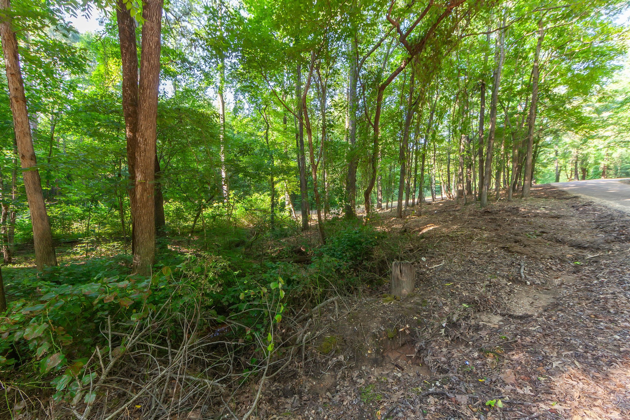 0 Foster Road Middleton, TN 38052 - Photo 8 of 18 a view of outdoor space and trees all around