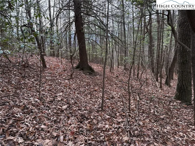 a view of a forest that has a tree