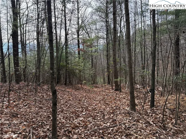 a view of a forest with trees