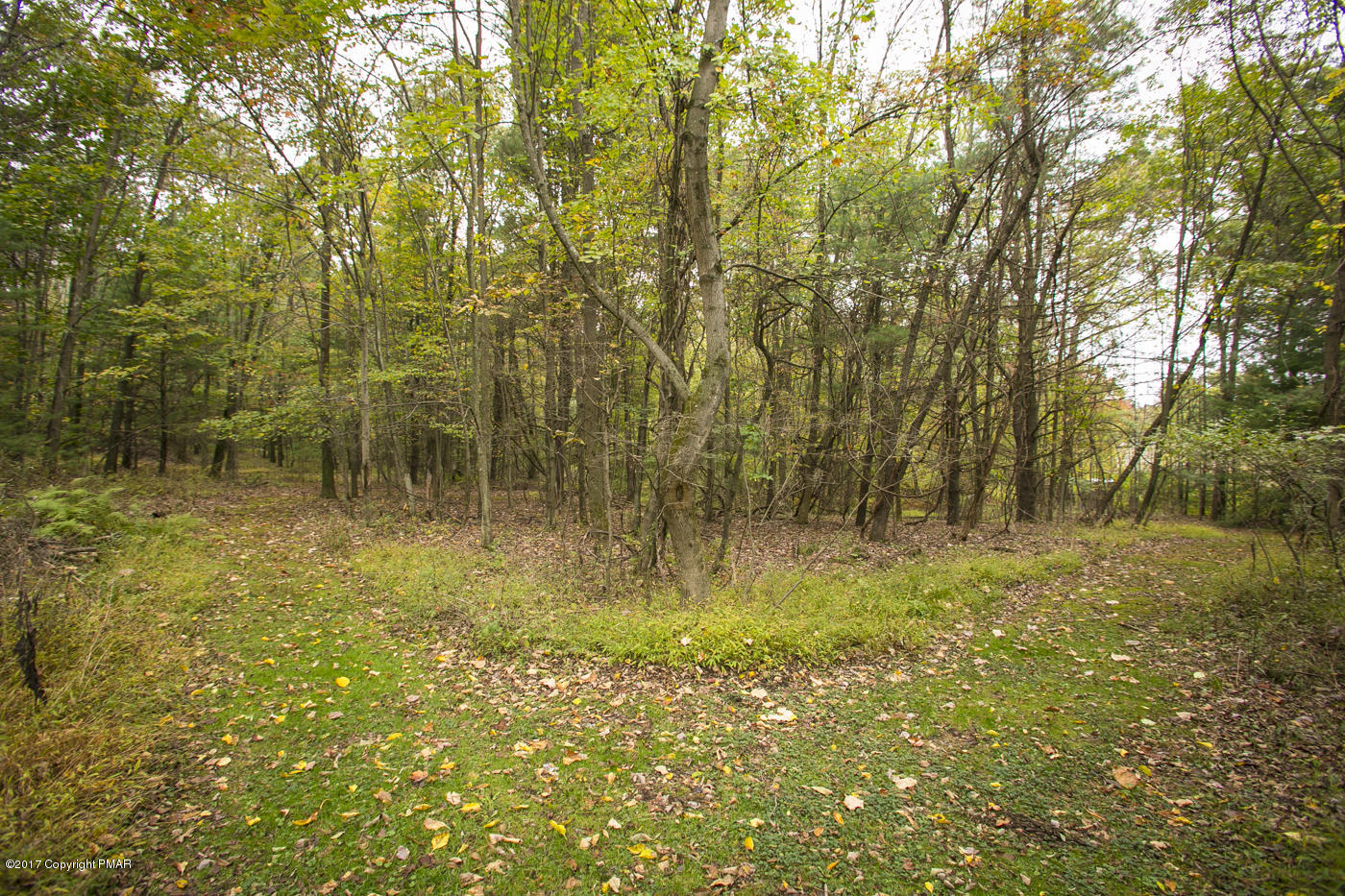 429 Upper Swiftwater Road Cresco, PA 18326 - Photo 45 of 50 a view of yard with green space and trees all around