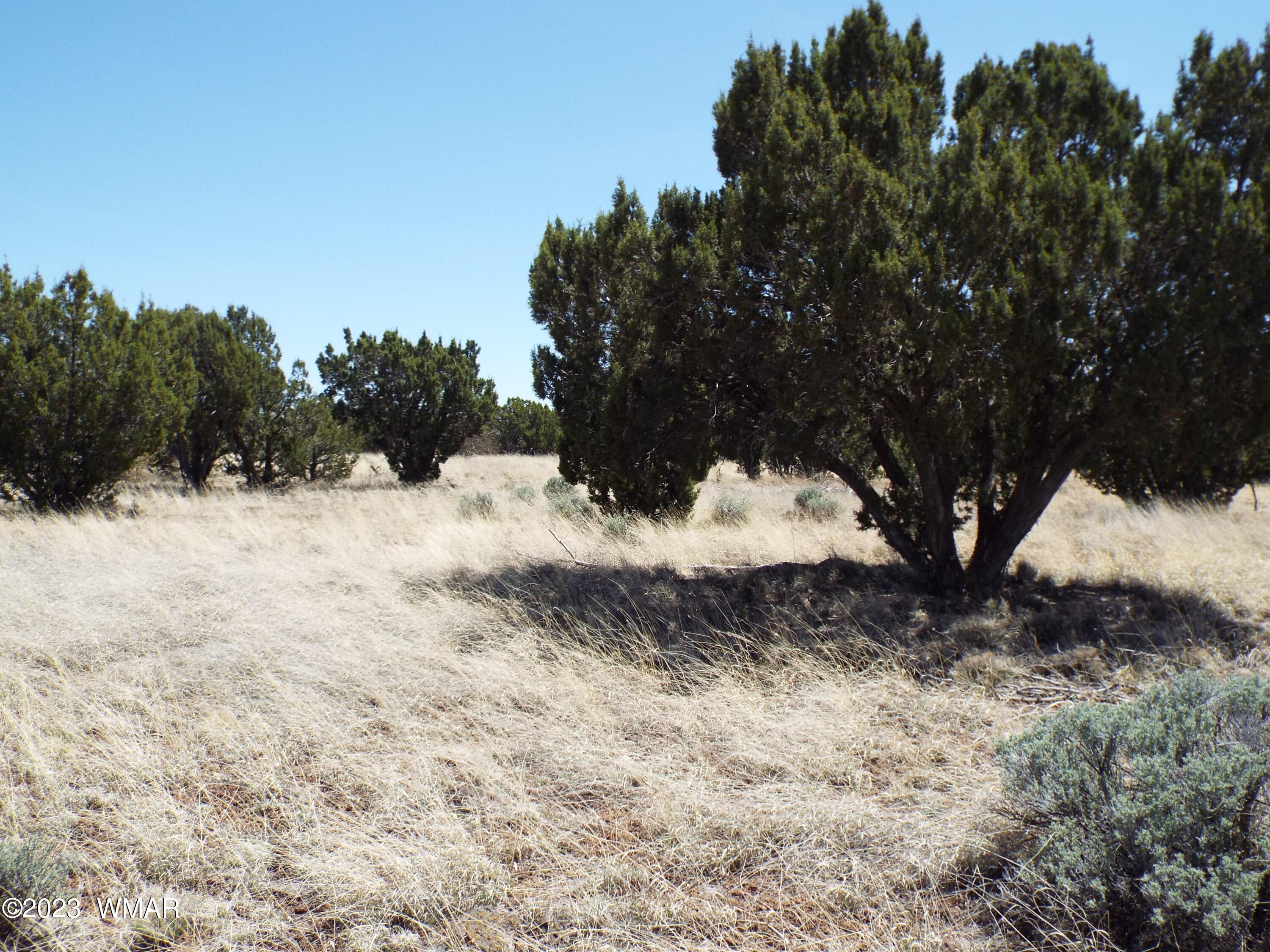 62 County Road Concho, AZ 85924 - Photo 4 of 8