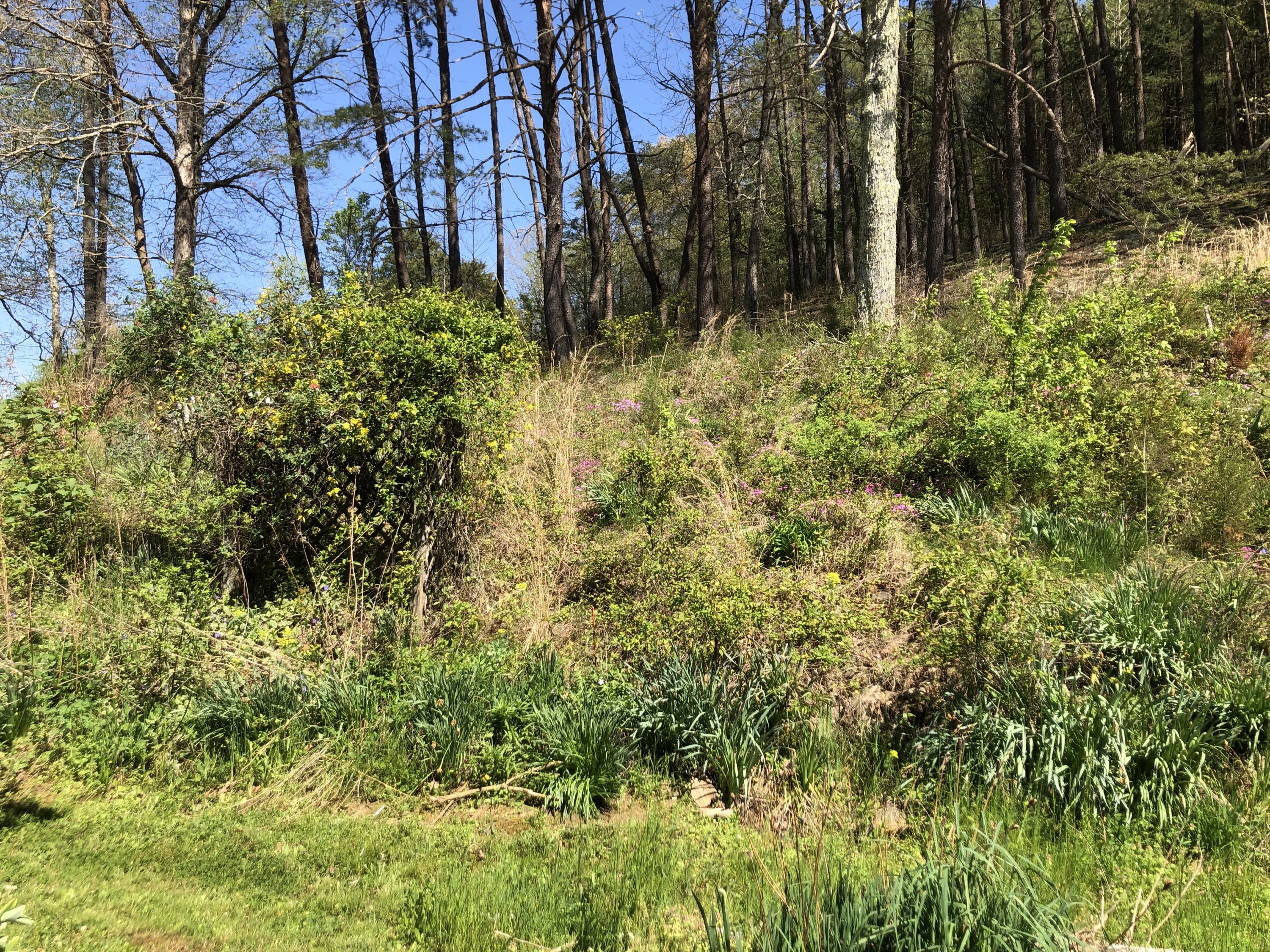 5201 Hickory Valley Road Heiskell, TN 37754 - Photo 29 of 32 Back of Property