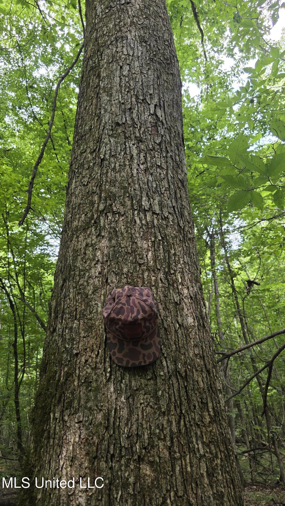 Pearson Road Stewart, MS 39767 - Photo 11 of 44 20250703_144056