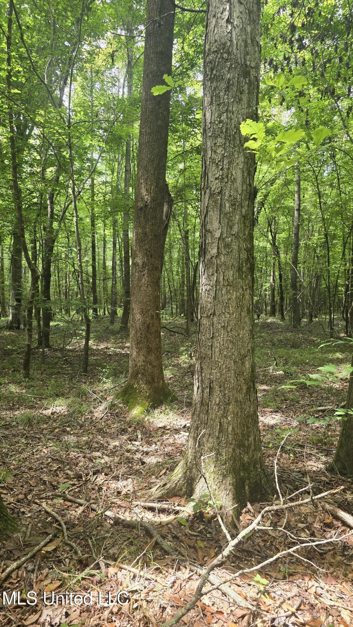 Pearson Road Stewart, MS 39767 - Photo 12 of 44 20250703_143426