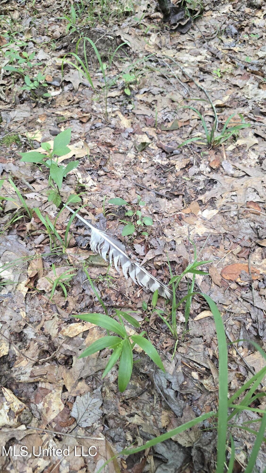 Pearson Road Stewart, MS 39767 - Photo 27 of 44 20250703_141855